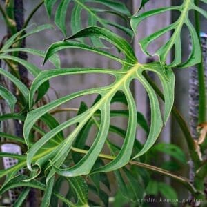 Monstera Burle Marx Flame: Plant Care Guide (Amazing Leaf Shape!) 1 monstera burle marx flame