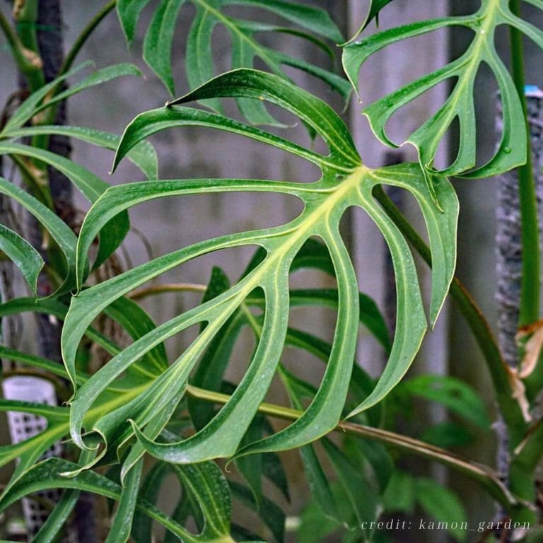 Monstera Burle Marx Flame: Plant Care Guide (Amazing Leaf Shape!) 6 monstera burle marx flame