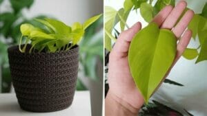 Neon Pothos Care & Propagation Guide: From Dull to Dazzling 1 neon pothos plant care