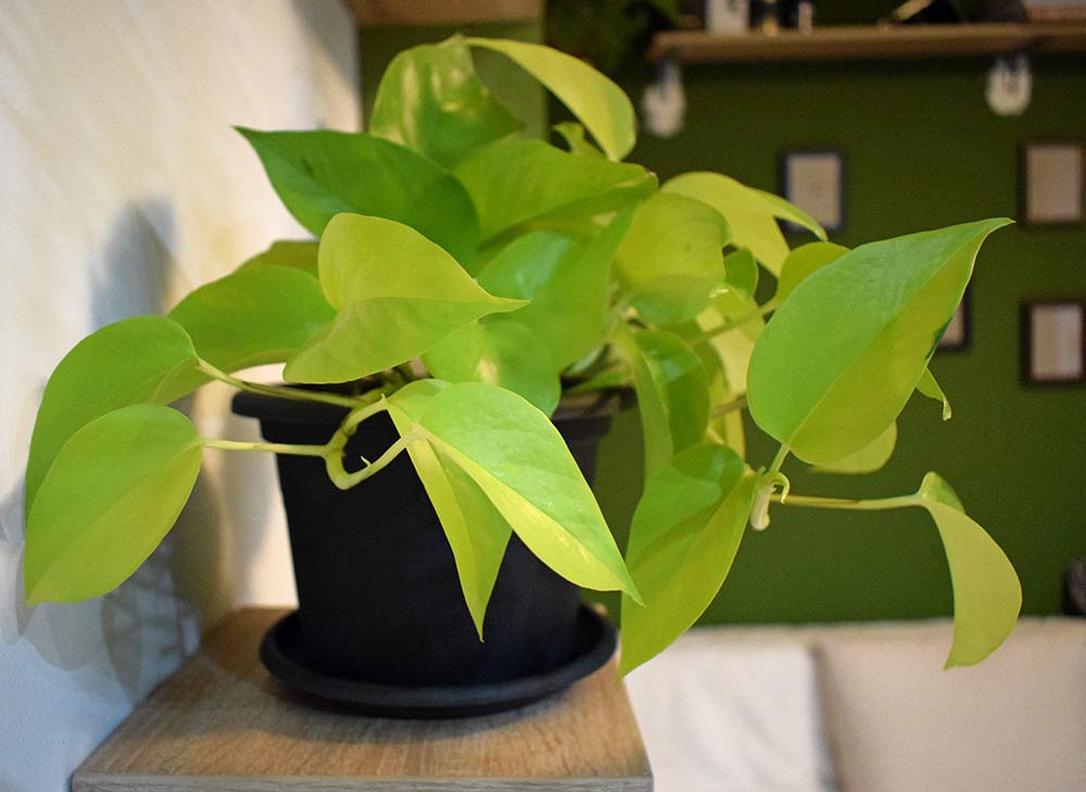 Top 15 Rare Pothos Varieties: From the Rarest to the Most Expensive Plant Types 8 neon pothos plant