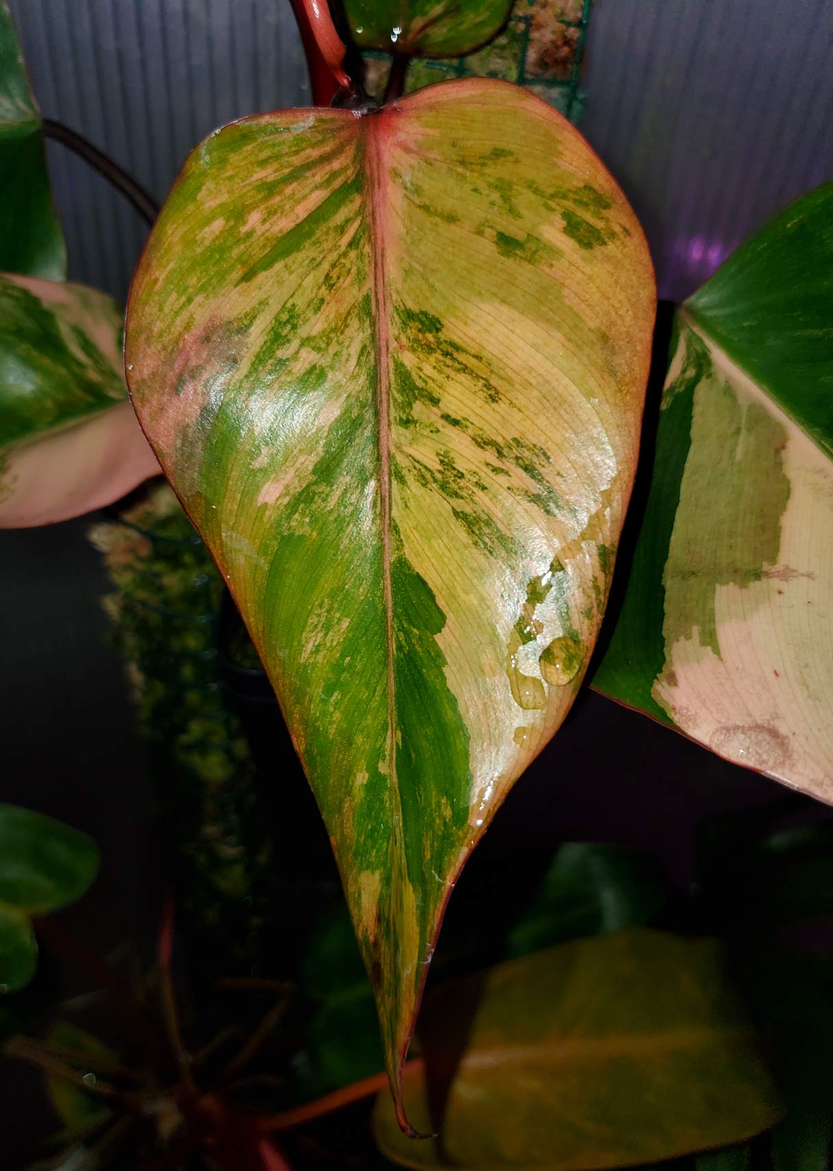 Strawberry Shake Philodendron: Care Guide for Beautiful Plants 2 one leaf of the philodendron strawberry shake plant