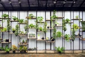 Pothos Plant: Become a Devil's Ivy Expert* (Epipremnum aureum) 1 growing pothos collection on shelves