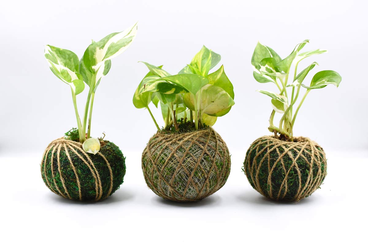 20 Pothos Decoration Ideas + 9 Home Decor Tips (Stunning) 13 pothos kokedama home decor idea