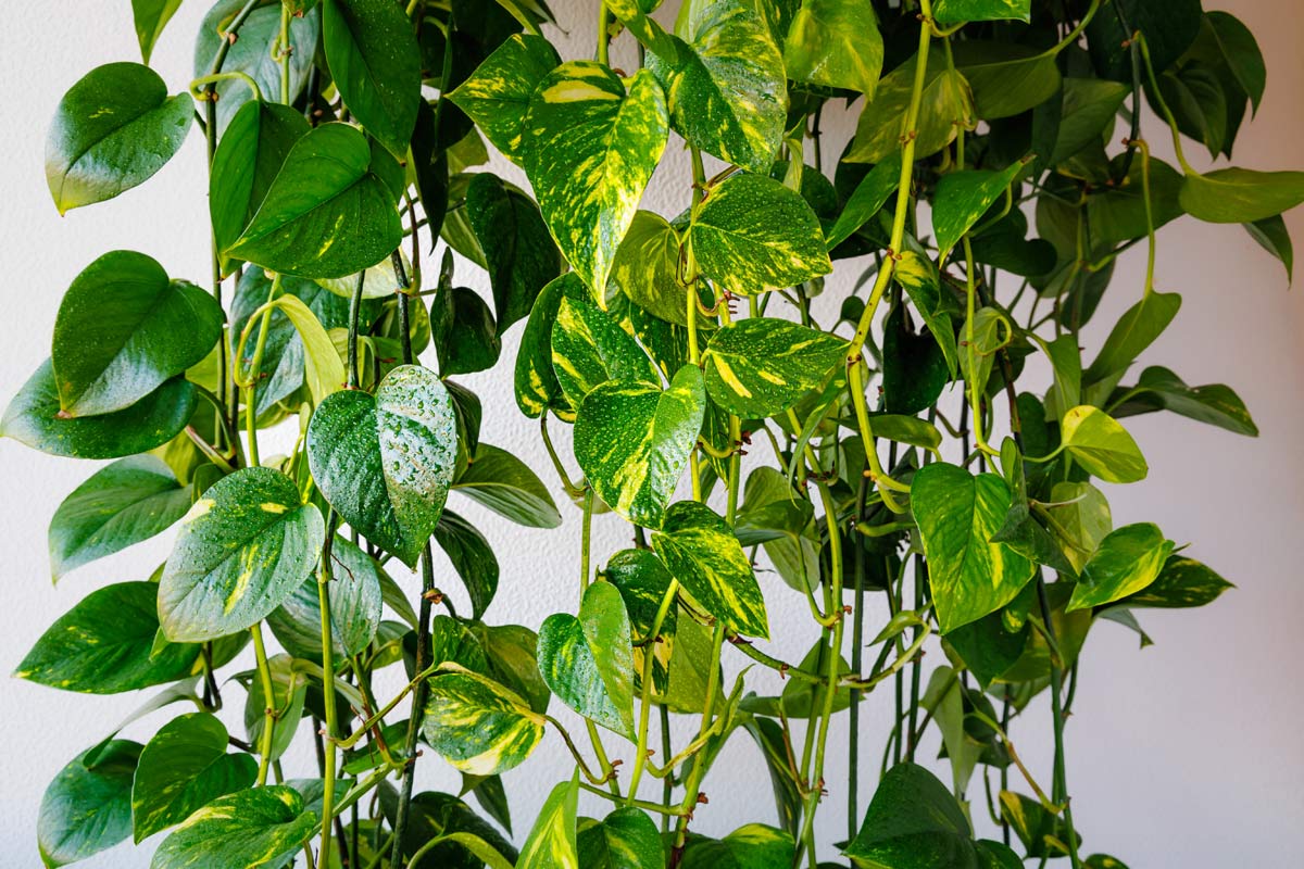 Hawaiian Pothos vs Golden Pothos: A Plant Pro Explains The Differences 4 golden pothos living wall with water on leaves