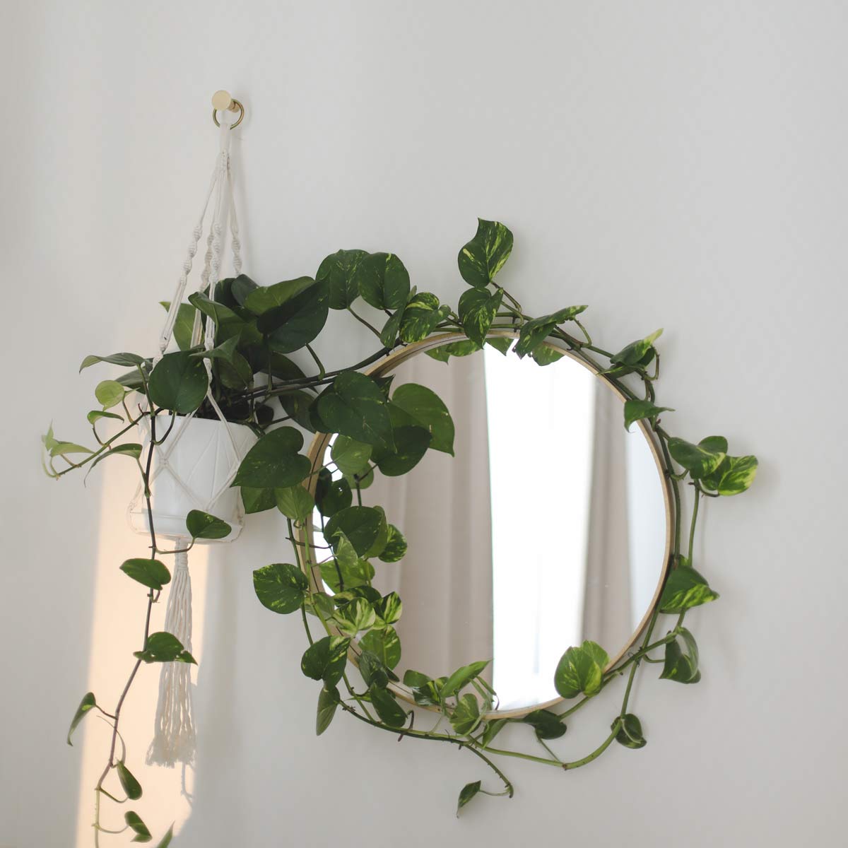 20 Pothos Decoration Ideas + 9 Home Decor Tips (Stunning) 15 pothos mirror idea