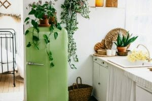 Jade Pothos: Care & Propagation Guide + 3 Common Problems 1 jade pothos plant on a refrigerator