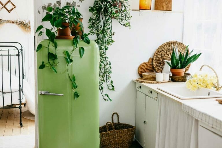Jade Pothos: Care & Propagation Guide + 3 Common Problems 1 jade pothos plant on a refrigerator