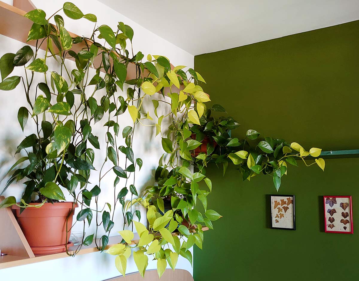 Pothos Fertilizer: Best Way to Turn Your Plant Into a Beauty 5 different pothos varieties