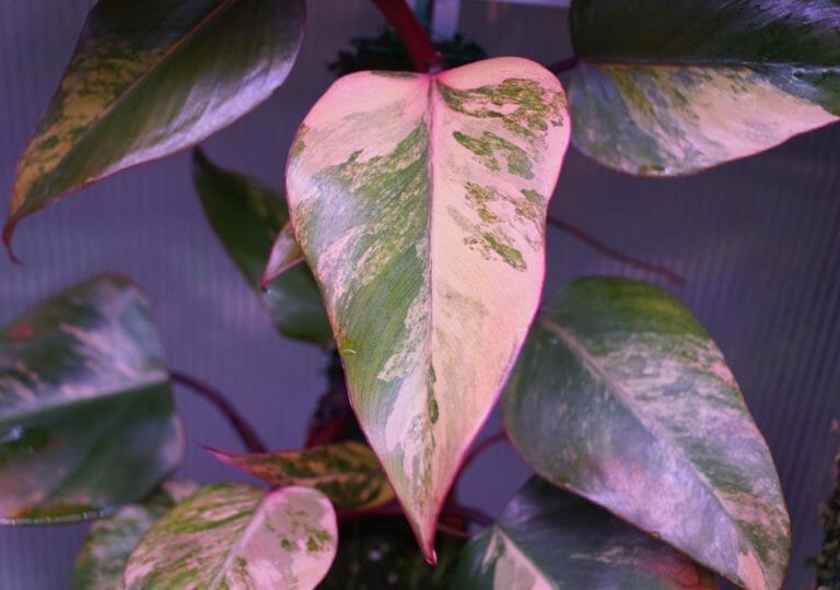Strawberry Shake Philodendron: Care Guide for Beautiful Plants 8 strawberry shake philodendron plant under grow light
