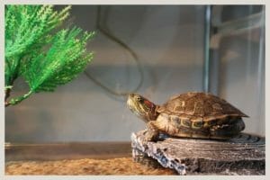 Is Pothos Safe for Reptiles? (Plant Toxicity Explained) 1 turtle in aquarium with plant