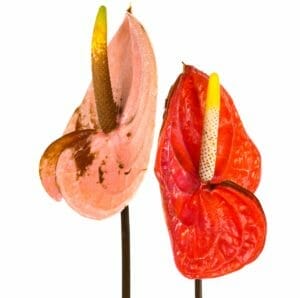 Why Anthurium Leaves Have Brown Spots (What to do About It) 1 anthurium leaves with brown spots