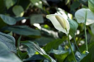 Anthurium Plant Problems, Diseases & Pests (Solved) 1 white anthurium plant flower