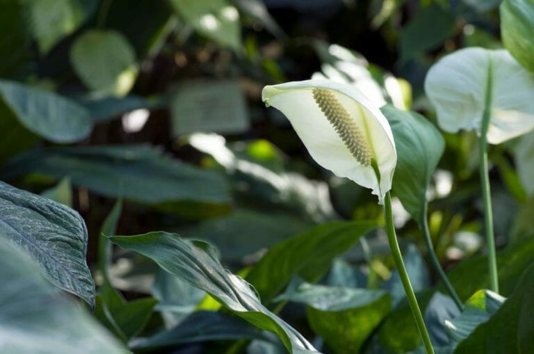Anthurium Plant Problems, Diseases & Pests (Solved) 2 white anthurium plant flower