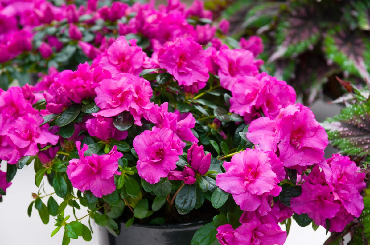 Azalea Plant Care: 101 Beginner's Guide + Common Problems to Avoid 2 pink blooming azalea in a pot