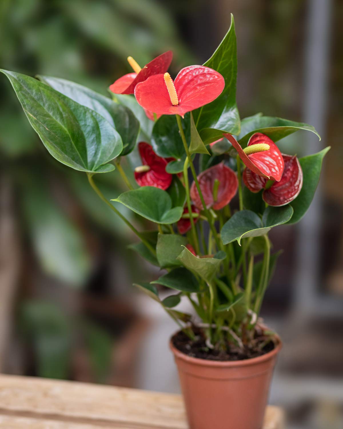 How Long Do Anthurium Plants Live? (Answered + Tips to Extend Life) 4 anthurium plant in terra cotta colored pot