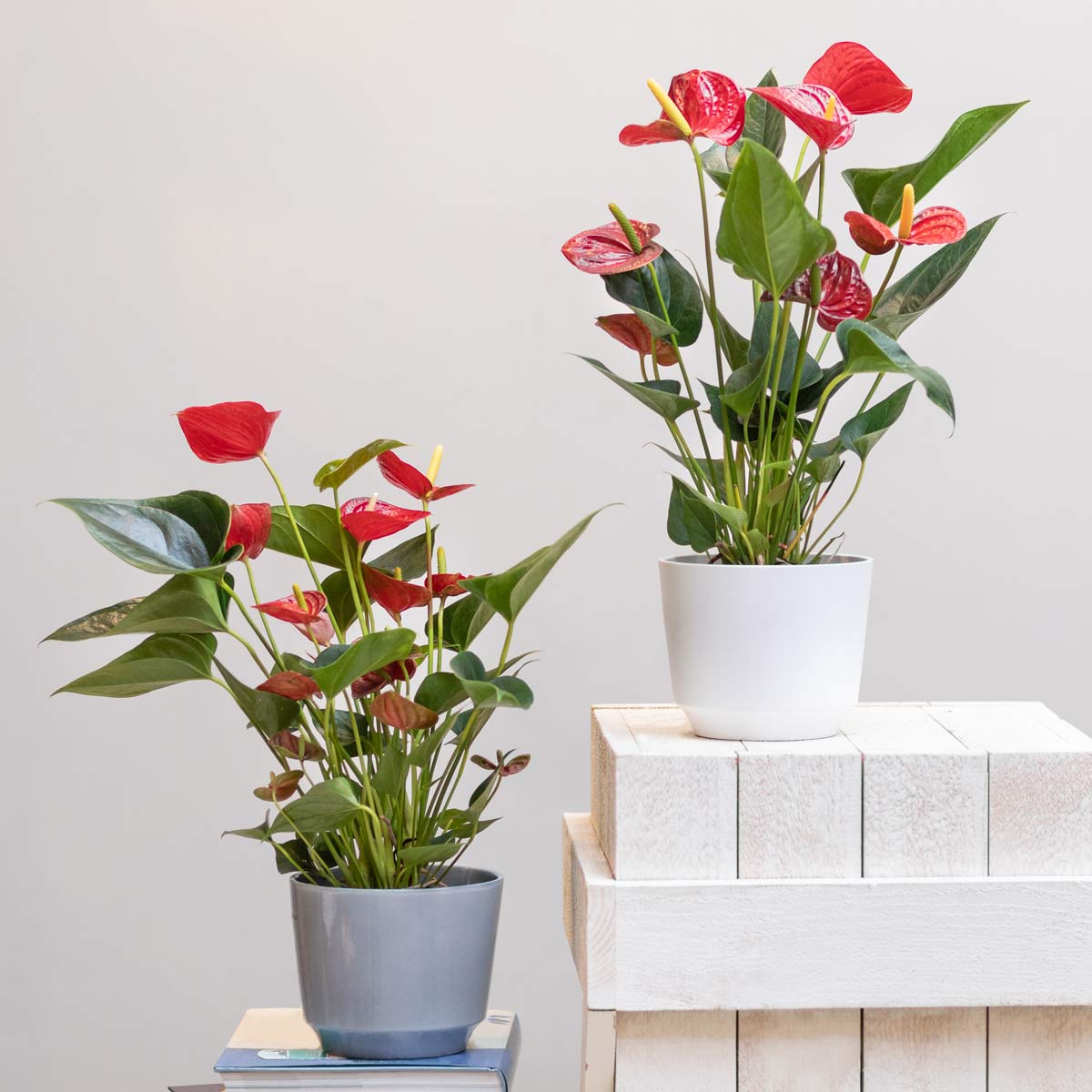 10 Rose-Colored Indoor Plants For a Vibrant & Joyful Home 7 anthurium plants