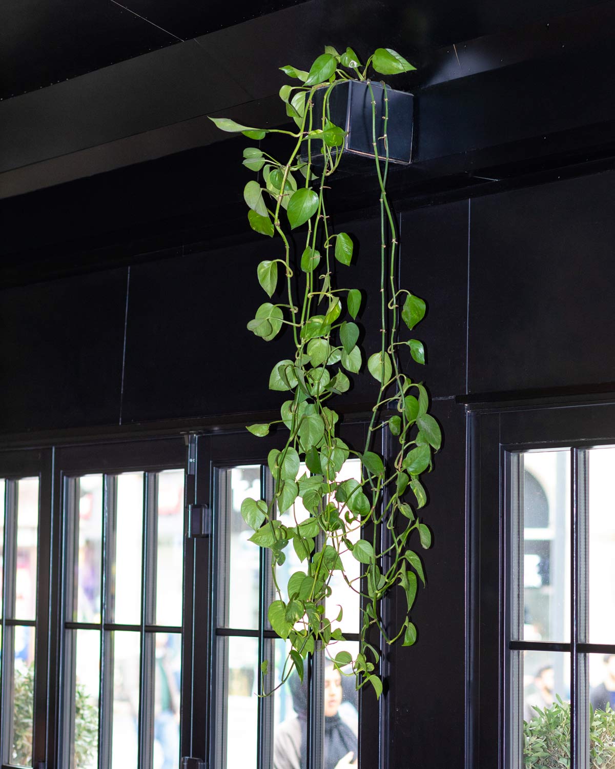 How Fast Does Pothos Grow? (Answered + Plant Growth Tips) 9 pothos plant in a hanging basket