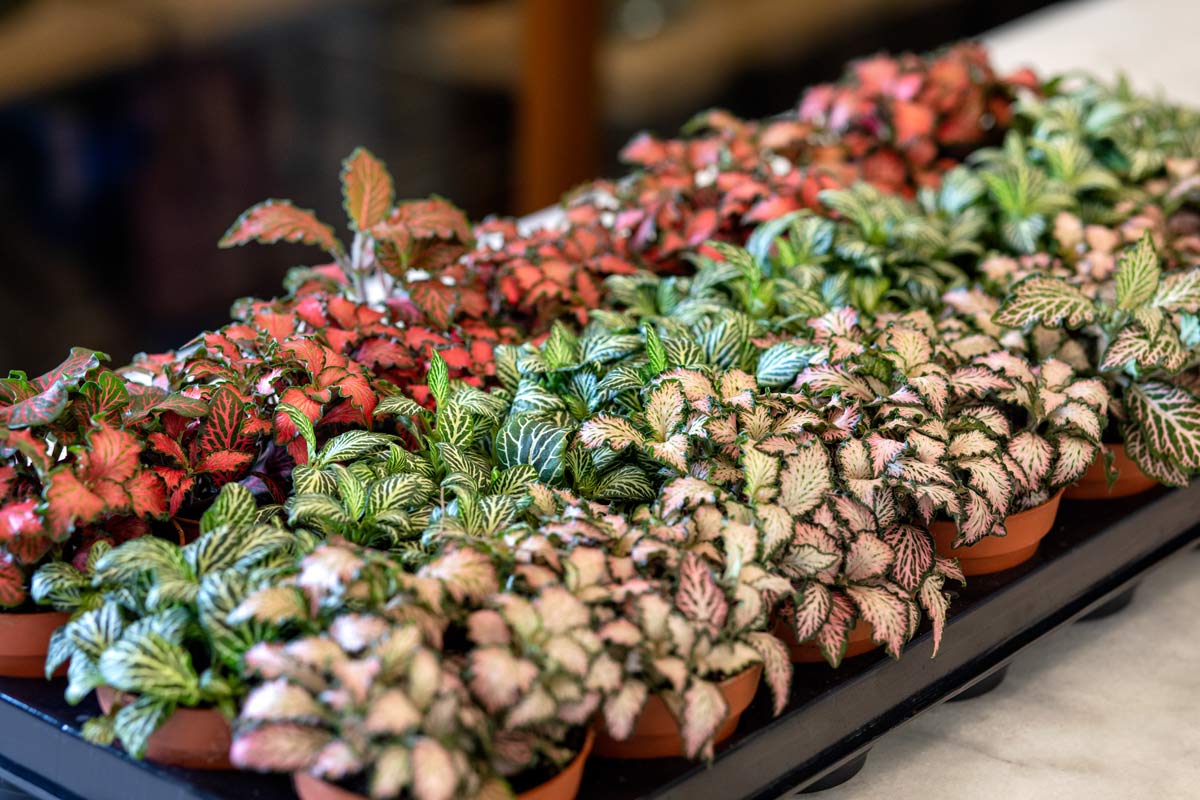 Begonia Care: Beginner's Plant Guide + 4 Common Problems to Avoid 2 begonia rex plants ready for planting