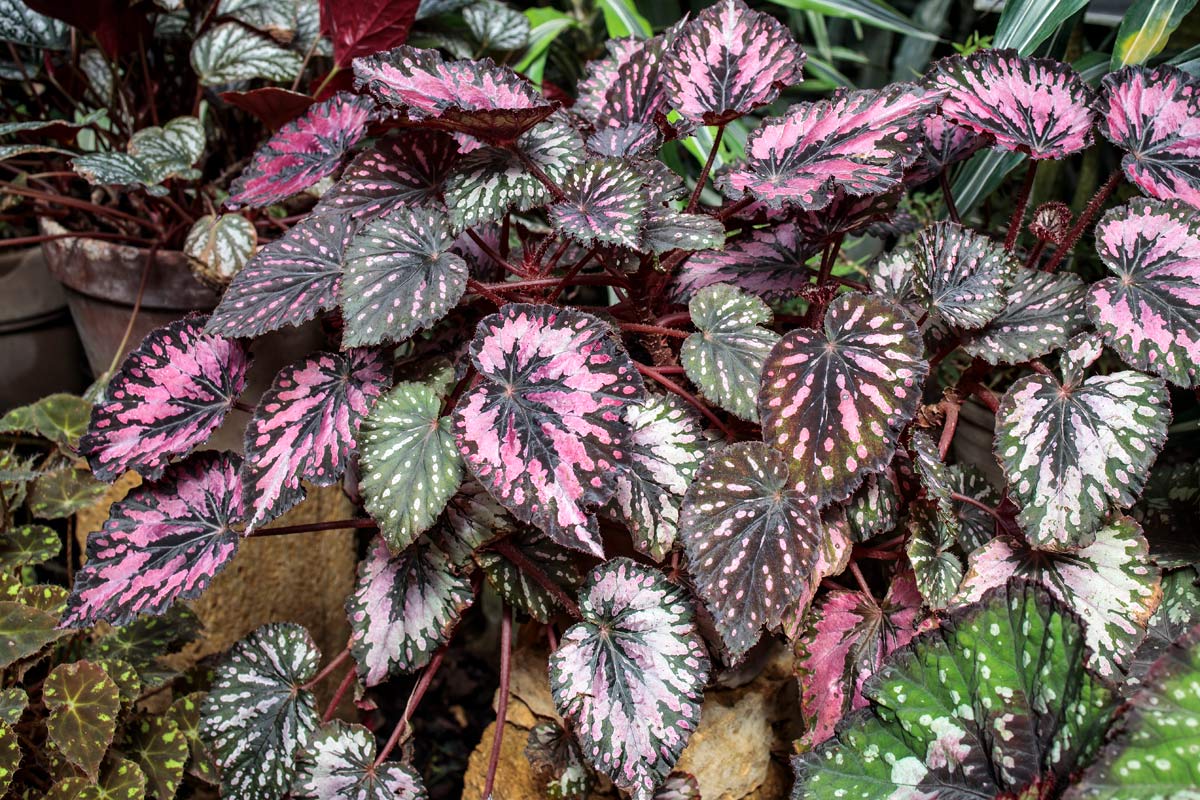 Begonia Care: Beginner's Plant Guide + 4 Common Problems to Avoid 4 Begonia Care: Beginner's Plant Guide + 4 Common Problems to Avoid - un 45190262 painted leaf begonia rex putz in terracotta pots