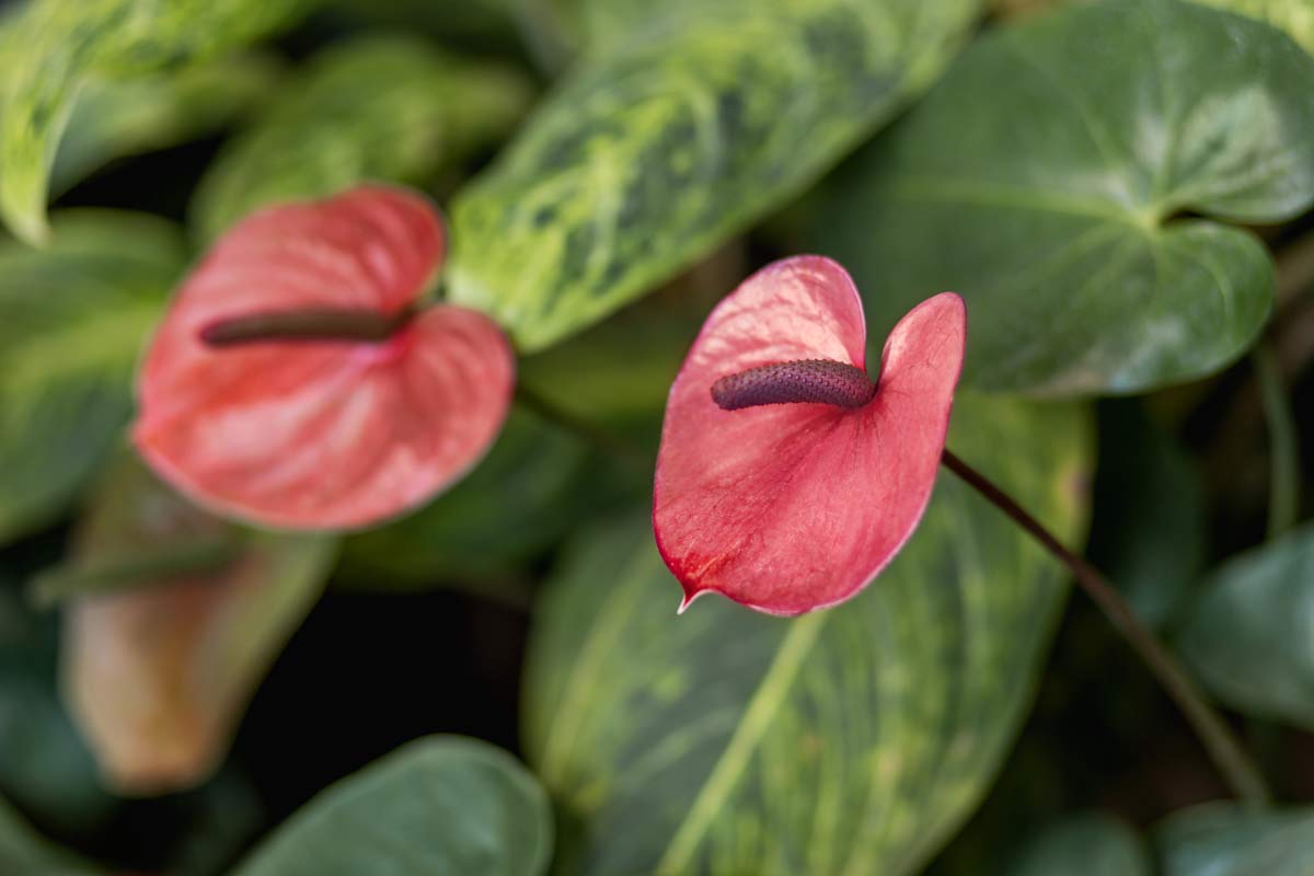 Anthurium Plant Care: 101 Beginner's Guide for Beautiful Blooms 2 Anthurium andraeanum plant with pink blossom