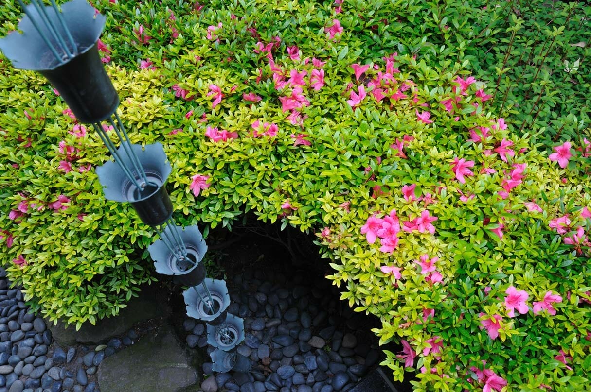 Azalea Plant Care: 101 Beginner's Guide + Common Problems to Avoid 3 azalea shrubs in garden next to rain chain