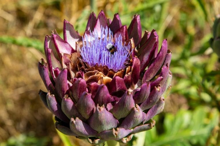 Artichoke Companion Plants: 5 Perfect Choices & What to Avoid 6 artichoke growing in a garden