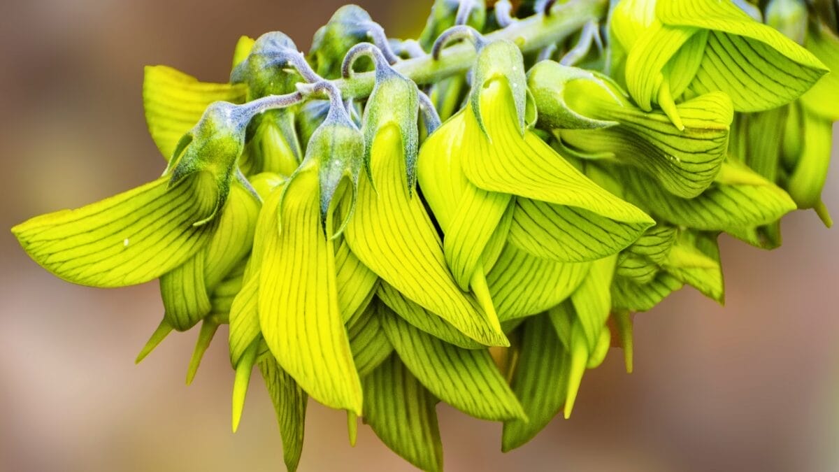 Australian Flower Perfectly Mimics a Hummingbird in Flight 2 Australian Flower Perfectly Mimics a Hummingbird in Flight - birdflower ss765722806