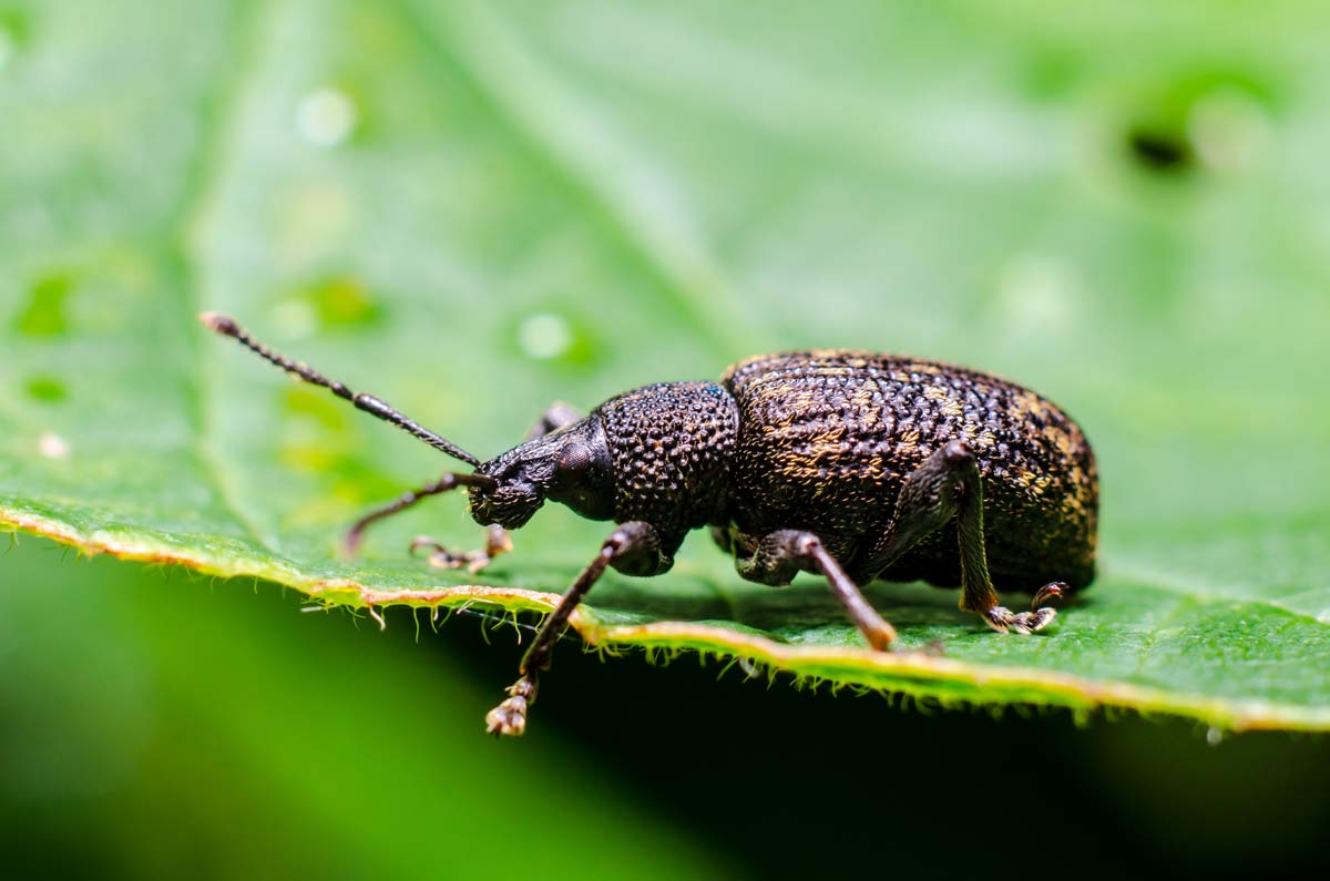 Common Houseplant Problems and Solutions (Pictures) 8 black vine weevils on a leaf