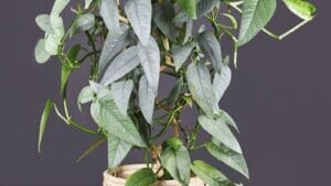 Cebu Blue Pothos: Care & Propagation Guide + 5 Problems to Avoid 1 Closeup of a Cebu blue pothos in a natural looking pot.