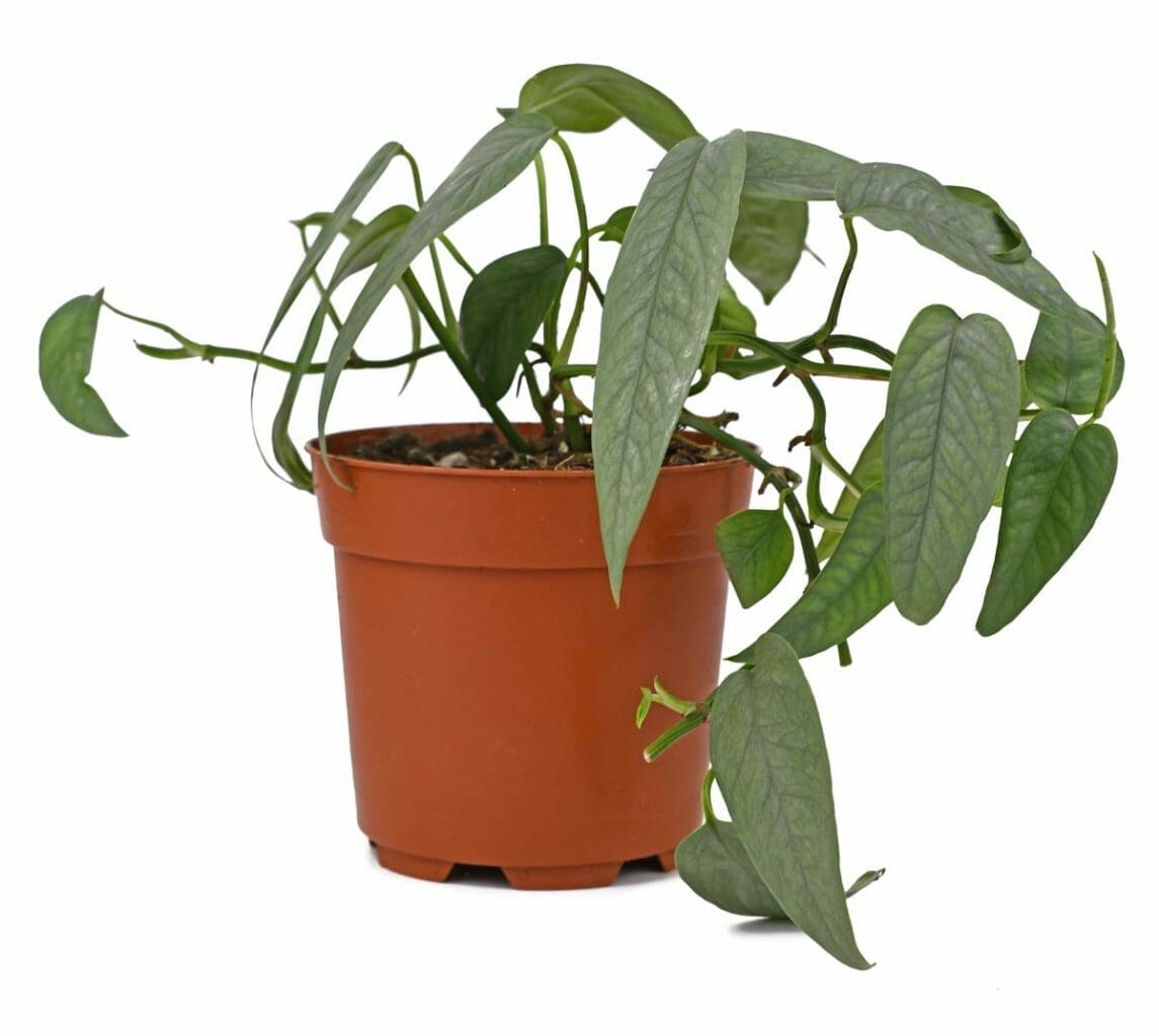 Cebu Blue Pothos: Care & Propagation Guide + 5 Problems to Avoid 3 cebu blue pothos plant