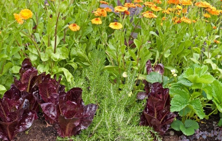 Companion Planting Like a Pro: Surprisingly Easy & Effective 1 example of companion planting in a garden