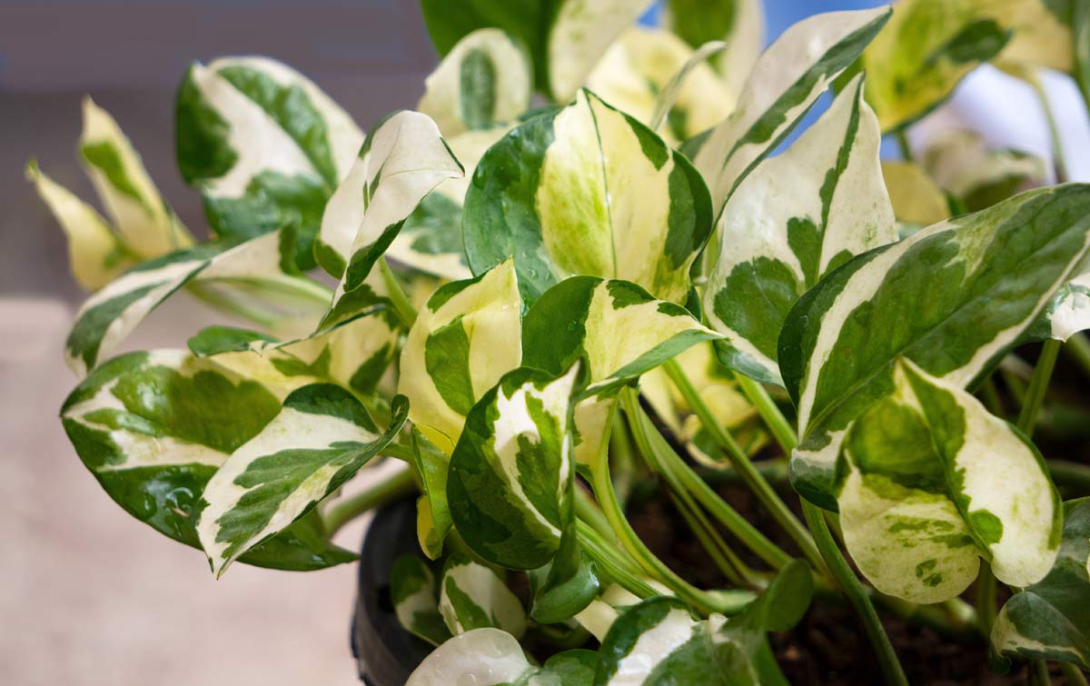 Glacier Pothos Care: How to Make This Mysterious Plant Thrive 3 glacier pothos plant