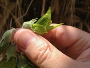 Australian Flower Perfectly Mimics a Hummingbird in Flight 1 plant that looks like a hummingbird - green birdflower up close
