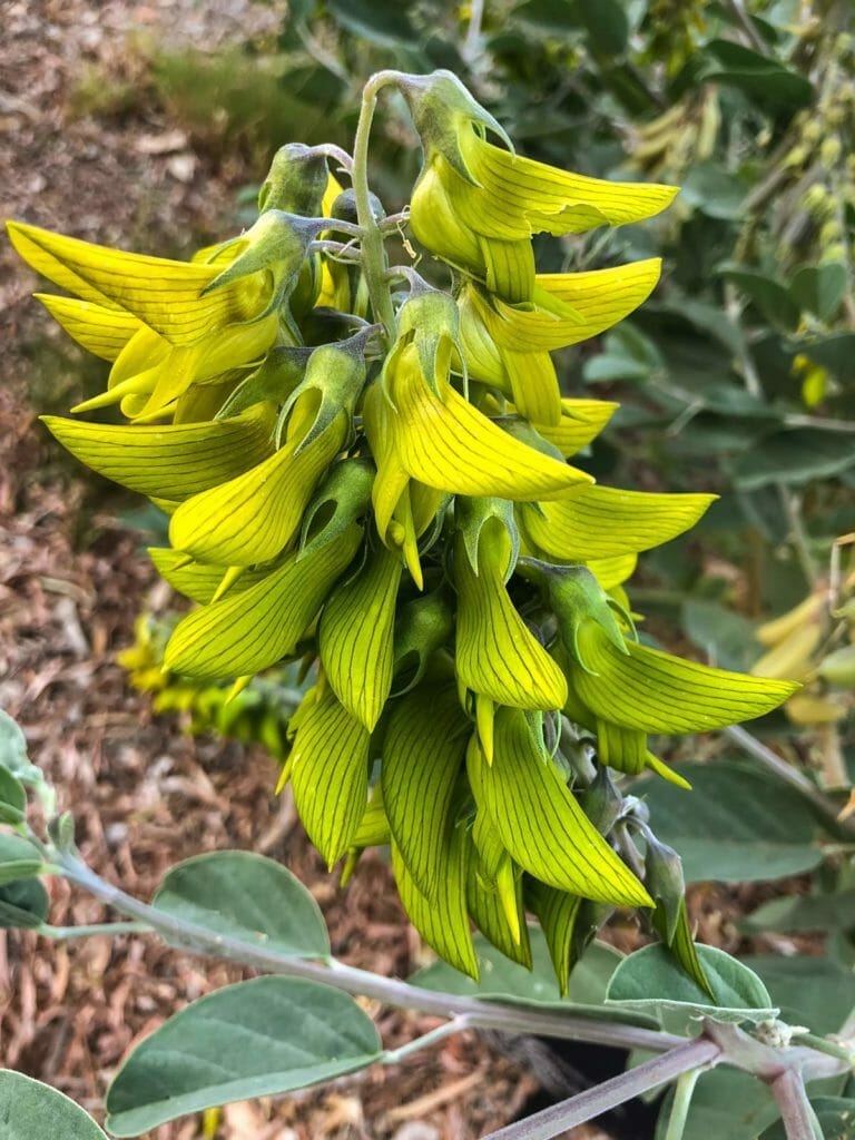 Australian Flower Perfectly Mimics a Hummingbird in Flight 3 Australian Flower Perfectly Mimics a Hummingbird in Flight - green regal birdflower plant dp 198625220 XL