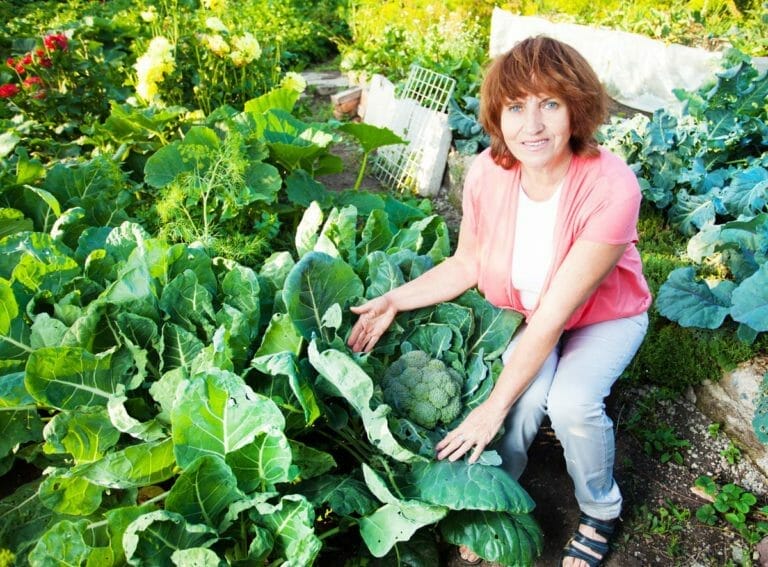 Broccoli Companion Plants: Top 5 Best & 4 Harmful to Avoid 9 woman growing broccoli in a garden with companion plants