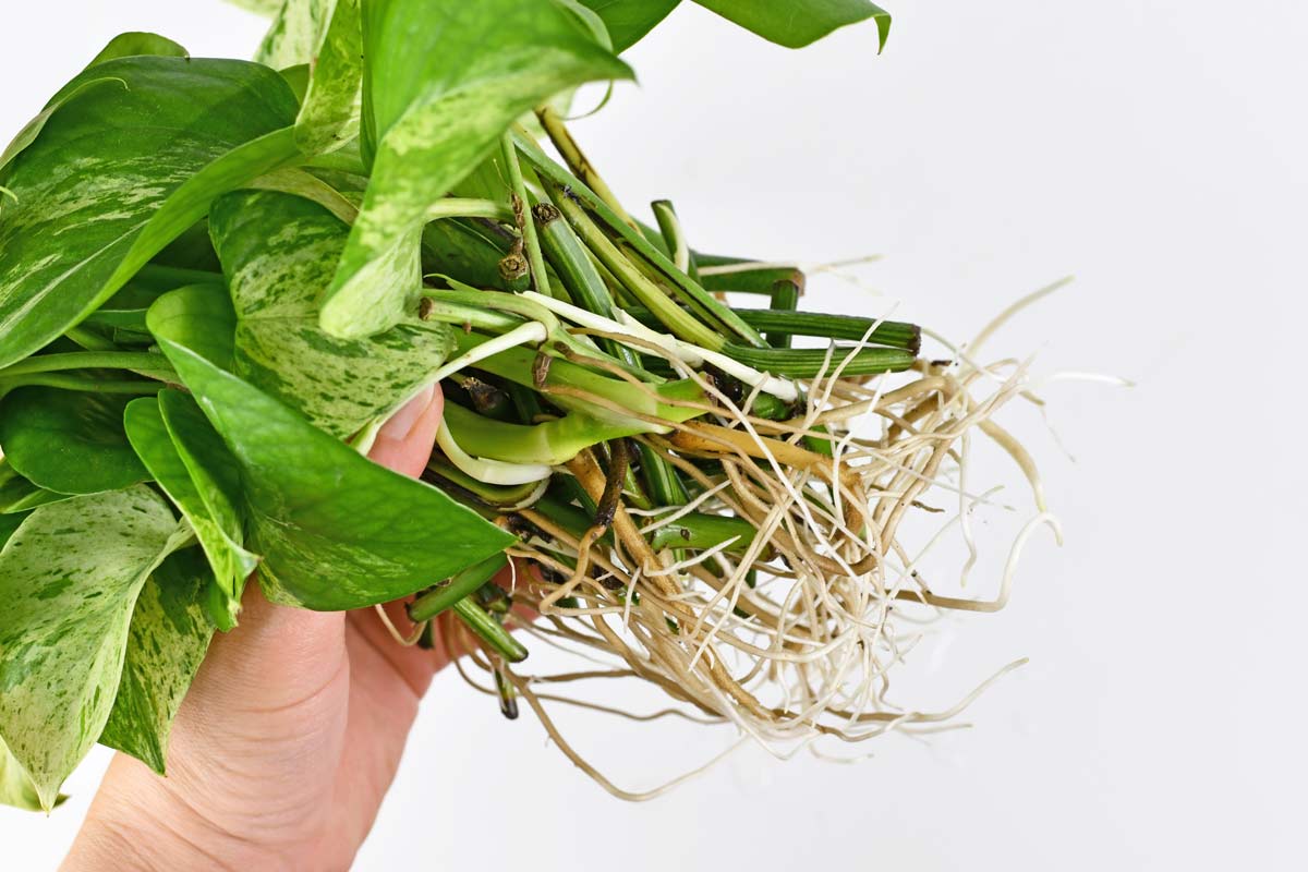 Steps to Save Overwatered Pothos + Underwatered: Like a Pro 4 healthy pothos roots