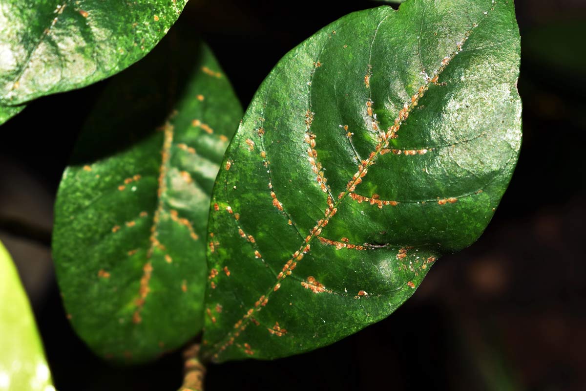 Common Houseplant Problems and Solutions (Pictures) 6 houseplant infected with scale insects