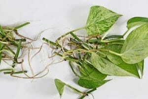 Treat Pothos Root Rot Like a Pro: 5 Ridiculously Easy Steps 1 bunch of marble queen pothos root rot and healthy roots