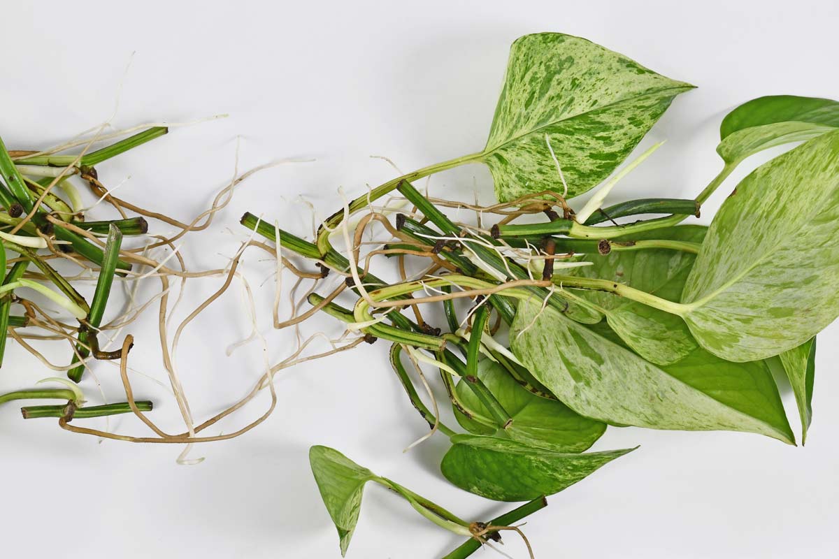 Unraveling The Mysterious Harlequin Pothos + Plant Care Tips 6 bunch of marble queen pothos root rot and healthy roots