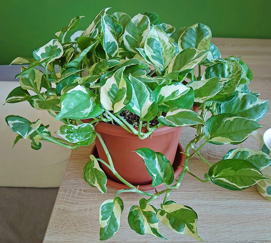 Glacier Pothos vs NJoy: Tell Them Apart + Pro Care Tips 4 pothos n joy