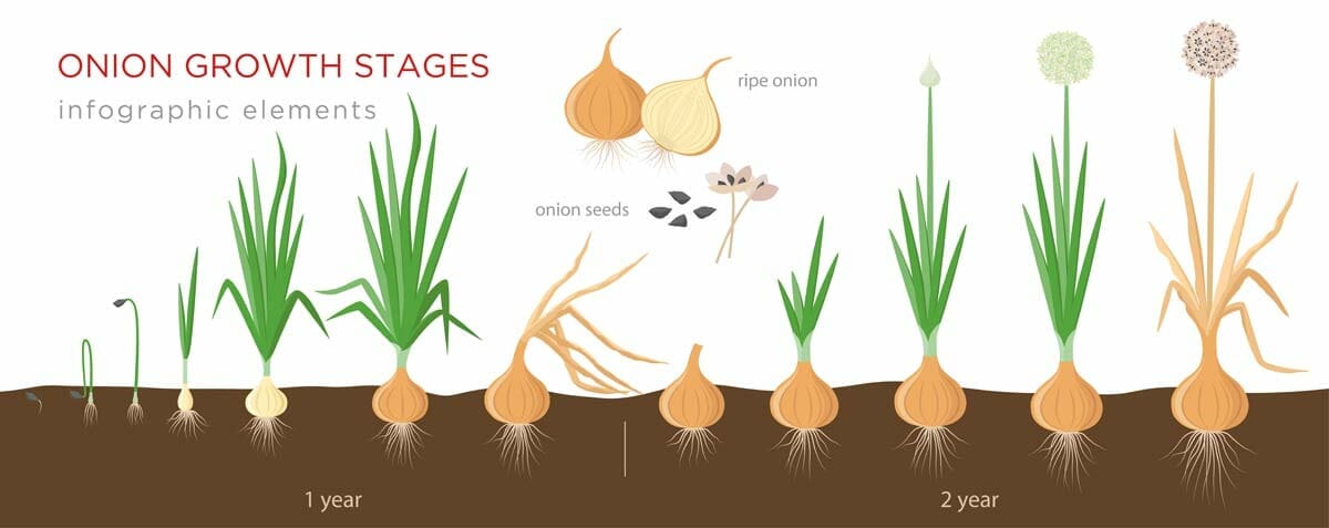 10 Onion Growing Stages: From Bulb & Seed + Growing Tips 2 onion growing stages chart