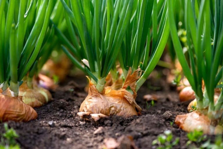 10 Onion Growing Stages: From Bulb & Seed + Growing Tips 4 onions growing in the garden