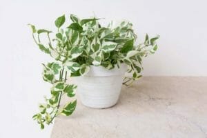 Pothos N'Joy: The Houseplant That's Both Gorgeous & Enjoyable 1 pothos n joy plant on a table