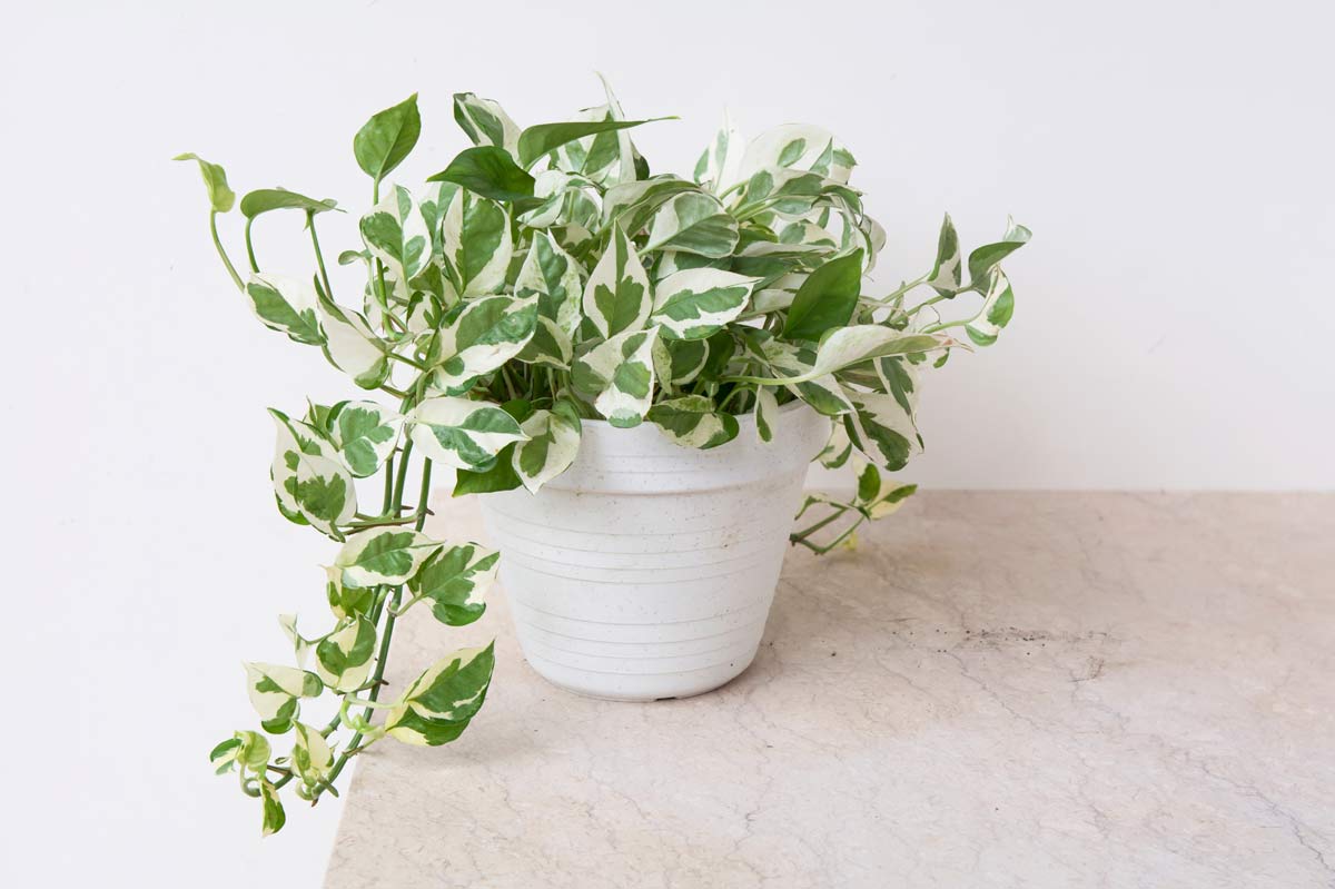 Glacier Pothos Care: How to Make This Mysterious Plant Thrive 2 pothos n joy plant on a table