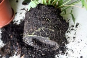 Repotting Anthurium: Plant Care Guide ~ Tips + Dividing 1 repotting an anthurium plant on a table