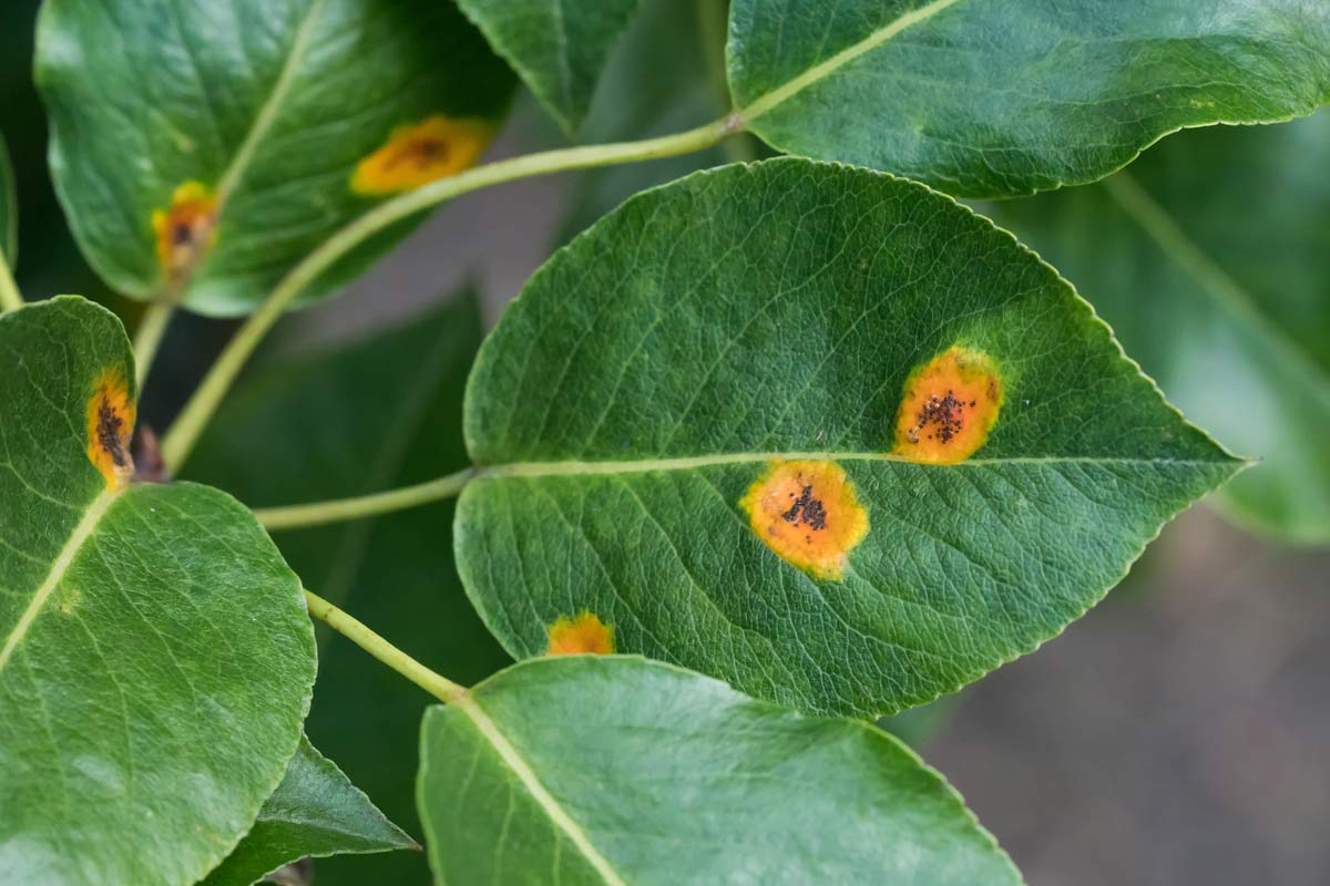 Common Houseplant Problems and Solutions (Pictures) 12 rust houseplant disease