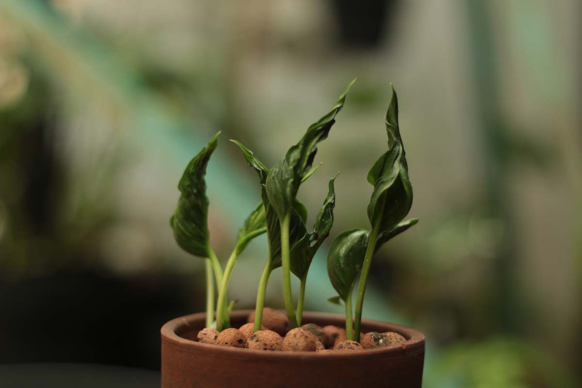 The Rare & Beautiful "Sleeping" Shangri La Pothos Care Guide 2 sleeping shangri la pothos plant in pot