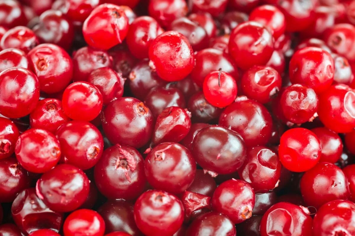 Are Cranberries Man Made? History, Humans & Uses (Solved) 4 close up of cranberries