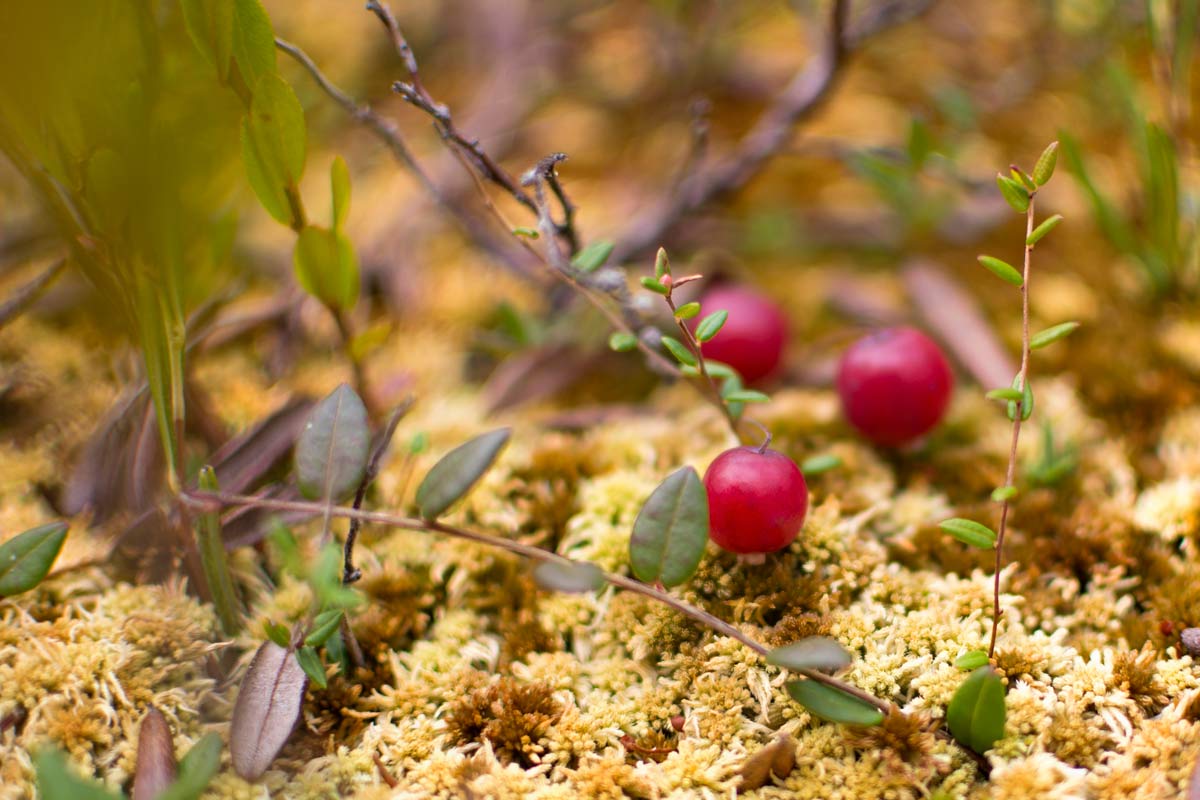 Are Cranberries Man Made? History, Humans & Uses (Solved) 2 wild cranberries growing in a bog