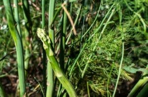 Asparagus Companion Plants: 5 Good Choices & What to Avoid 1 asparagus plant growing in a field